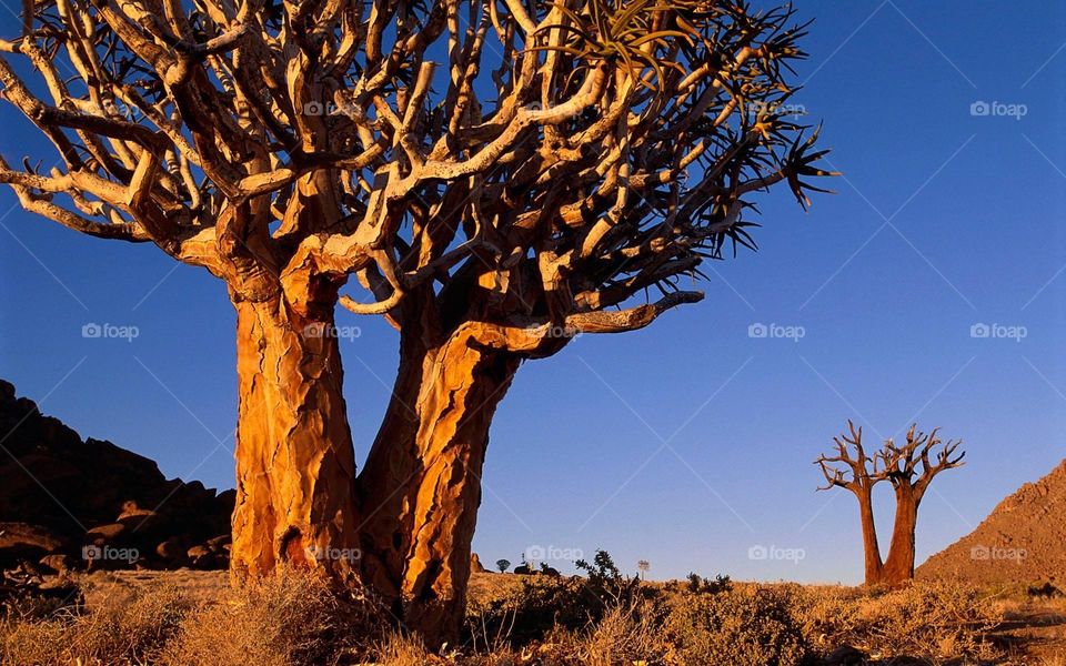 Trees without leaves 