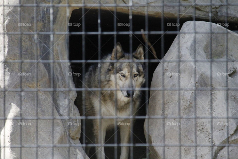 wolf in a cage. Rescue wolf. Folsom Zoo. Northern California