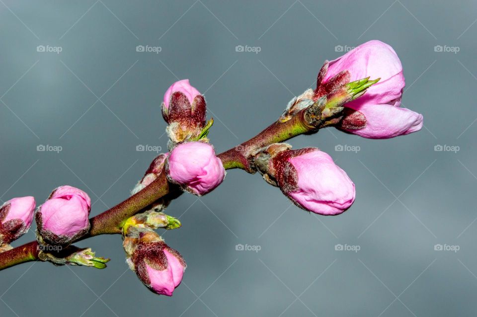 Branch of a blossoming peach.