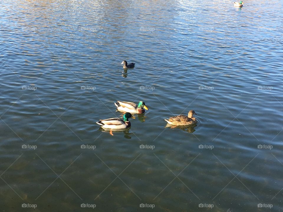 Ducky duck 🦆