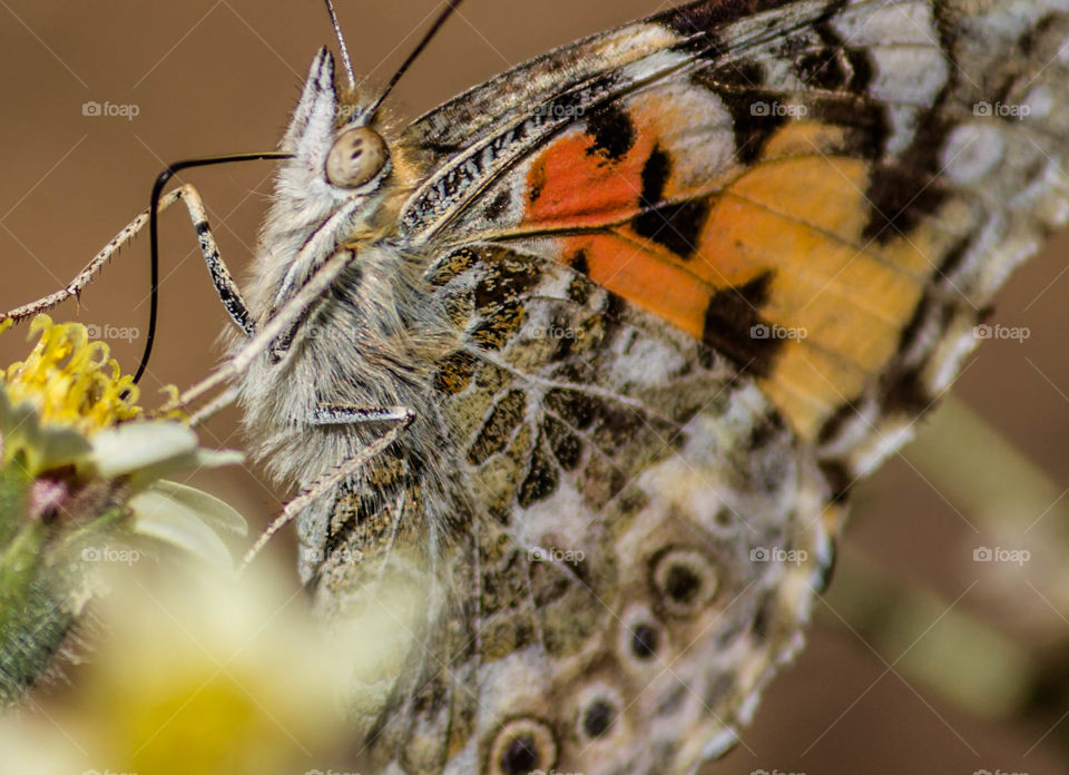 Butterfly close up