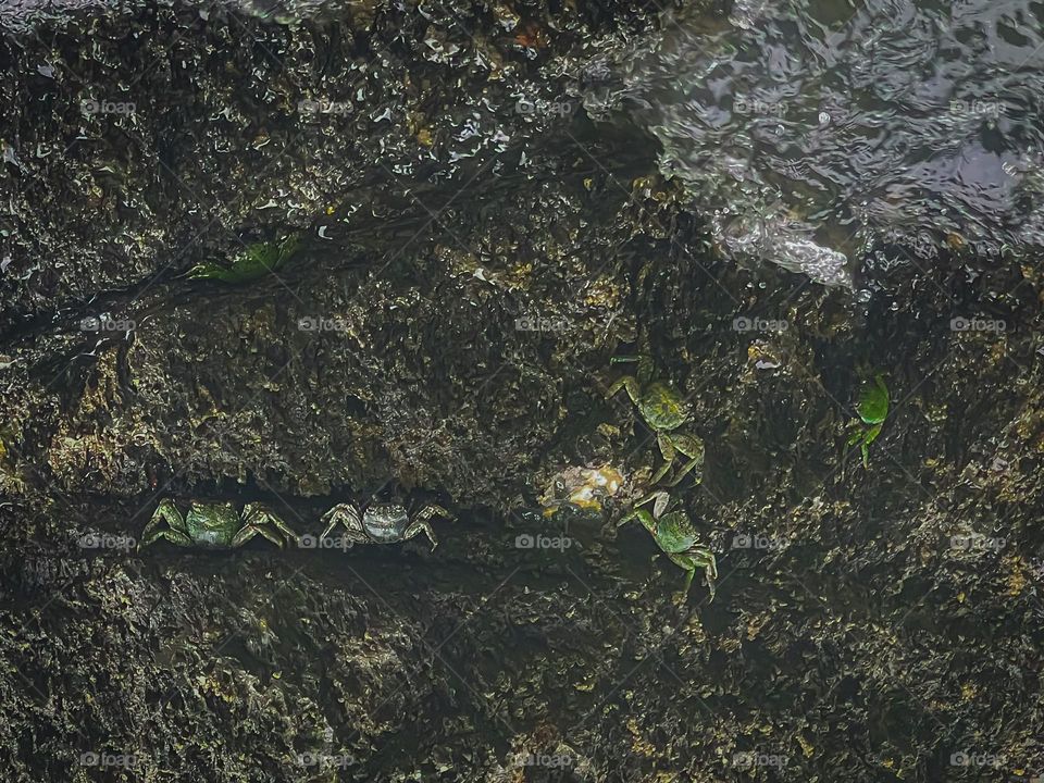 Crabs on the rock by the sea. Camouflage crabs