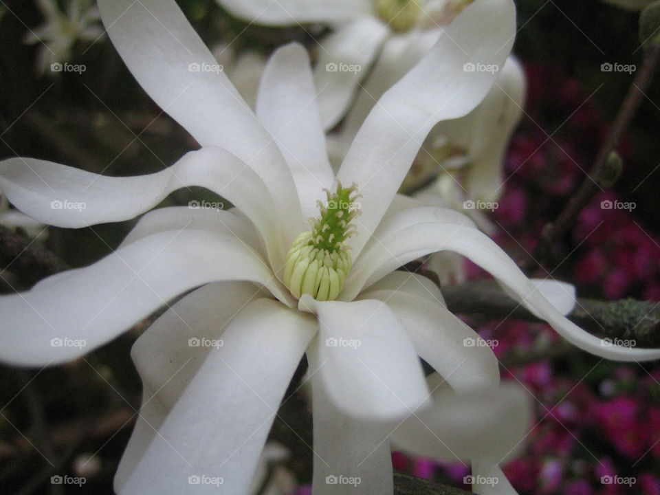 White Flower 🌼