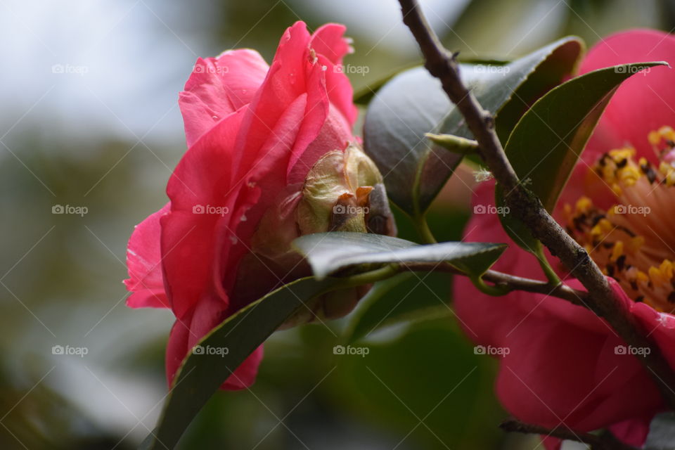 Camelia In the Yard