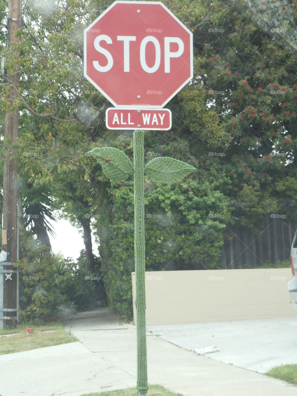 A Stop Sign Grows on a Corner