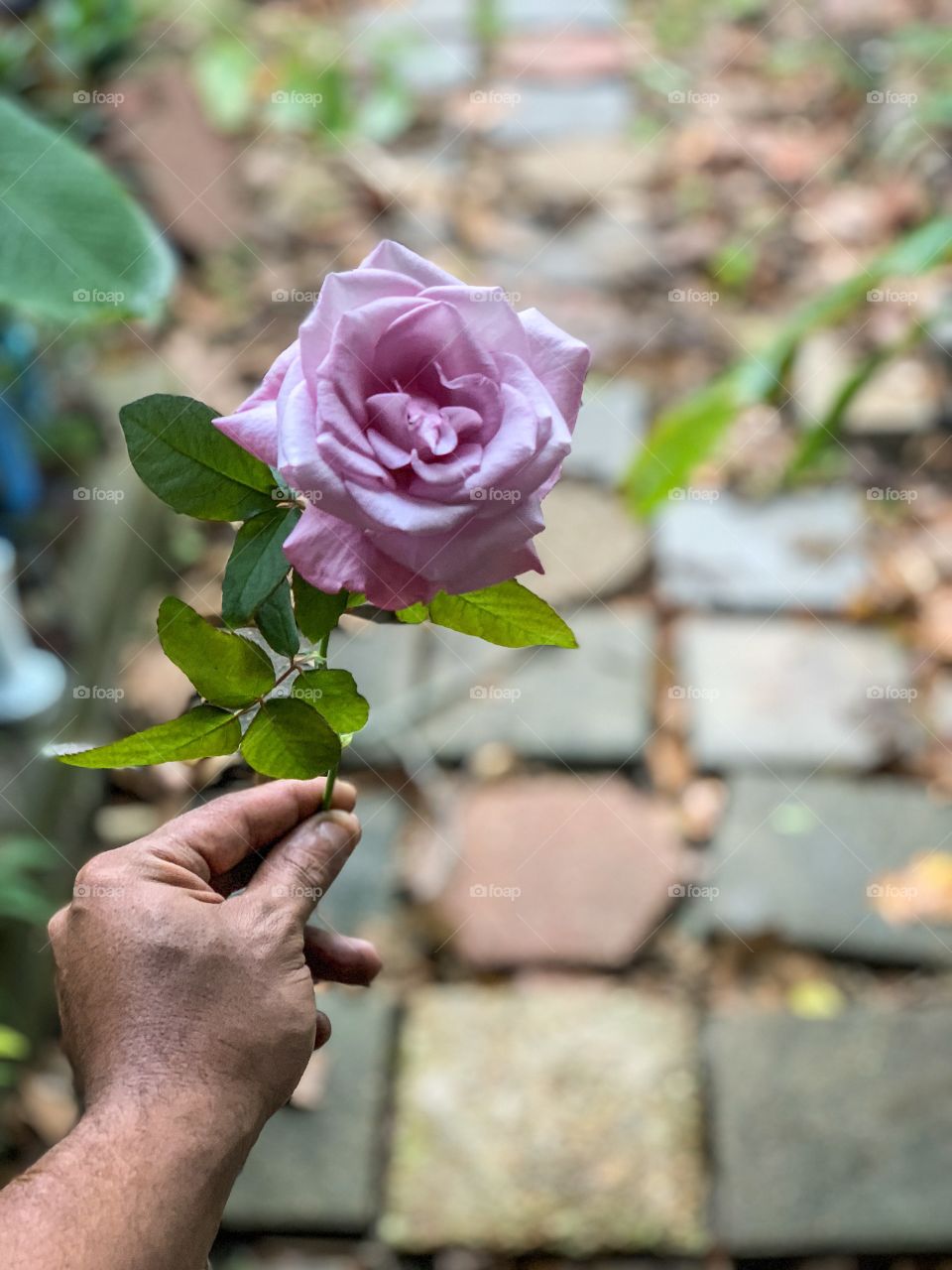 Blue Tea Rose