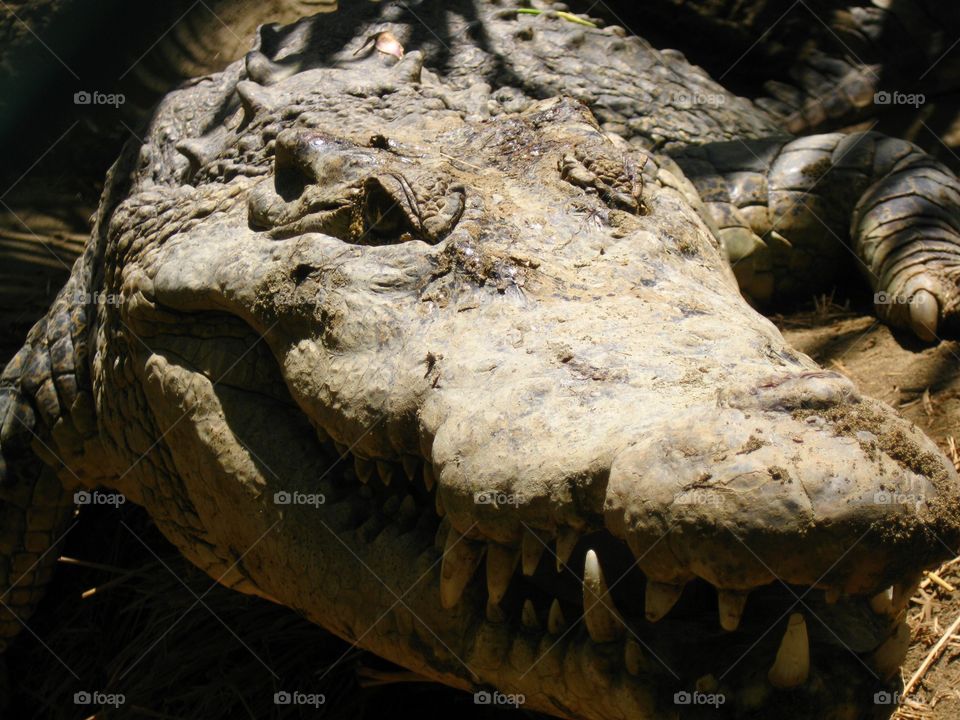 Closest snap of Mr. CROC in the zoo 🙈🐊