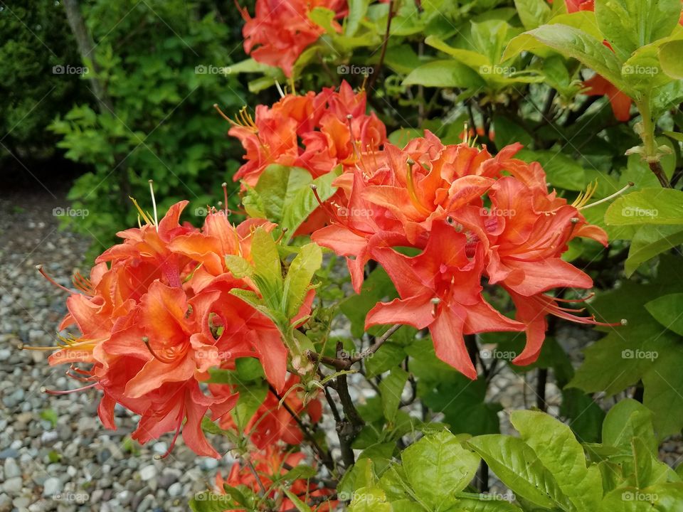 Lilly flowers