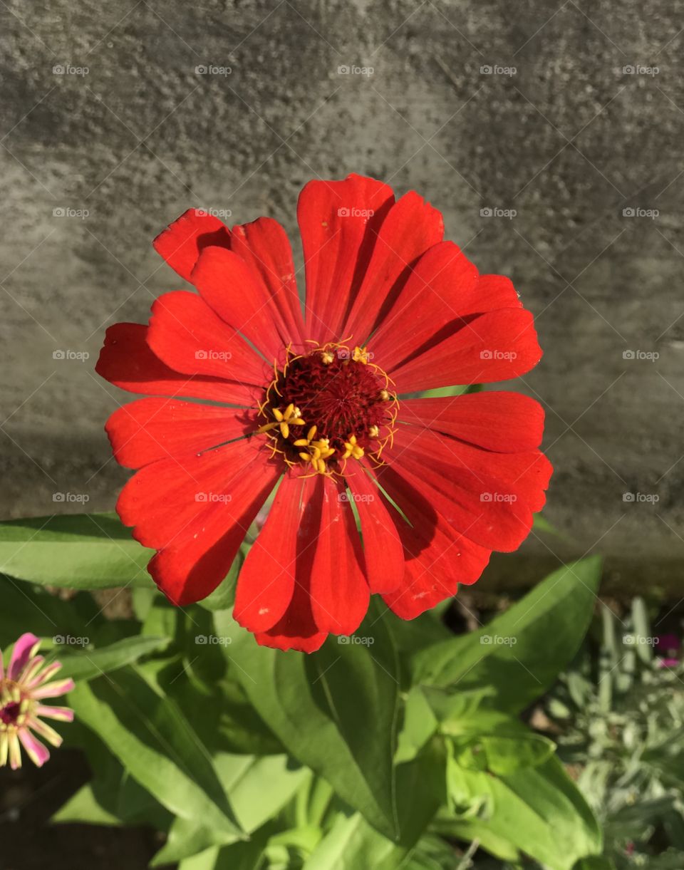 Red flower.. Natural beauty..No filter or edit needed