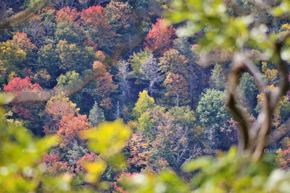 Mountain Fall foliage 