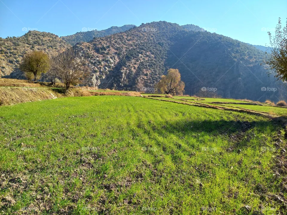 green land