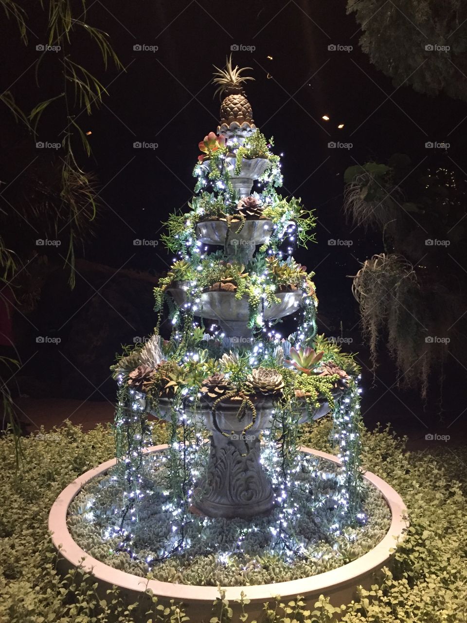 Succulent Christmas at Longwood Gardens