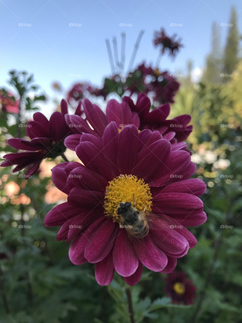Abeja 🐝