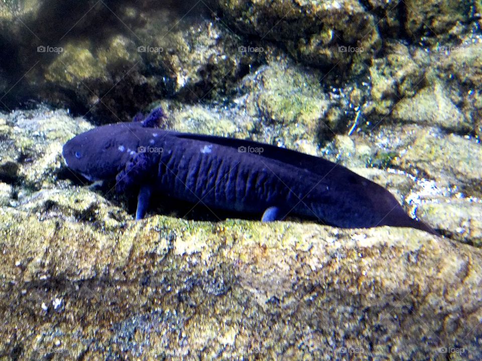 Black axolotl walking on rocks in aquarium