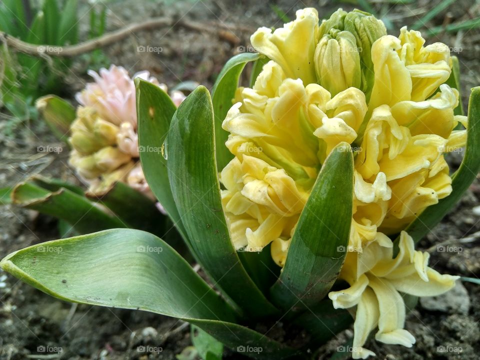 sрring flowers ,yellow hyacinths