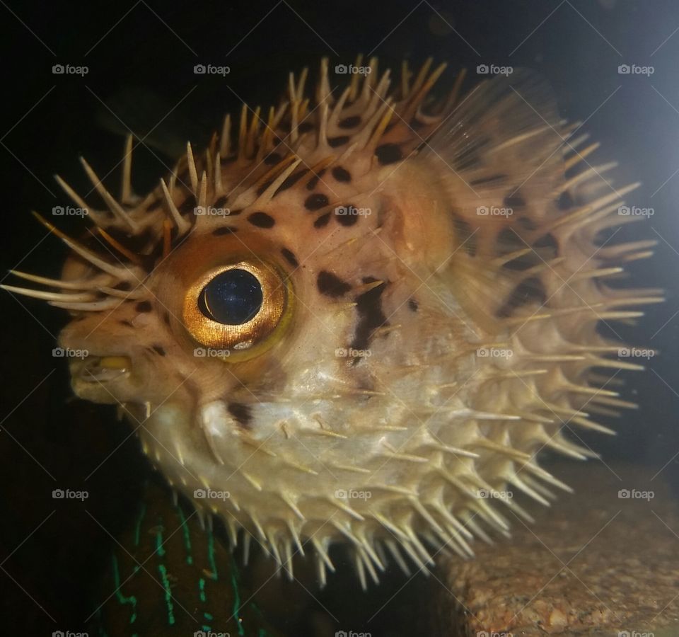 porcupine puffer fish