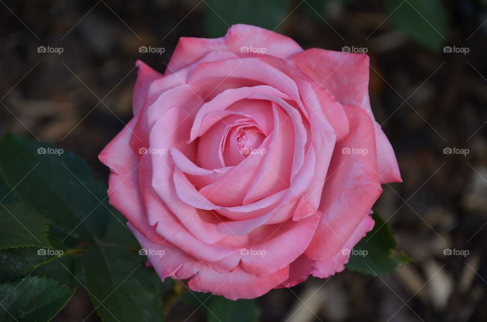 this photo represents a beautiful pink rose with these beautiful petals with perfect shapes