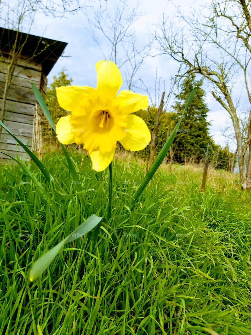 Grass, Nature, No Person, Growth, Flower