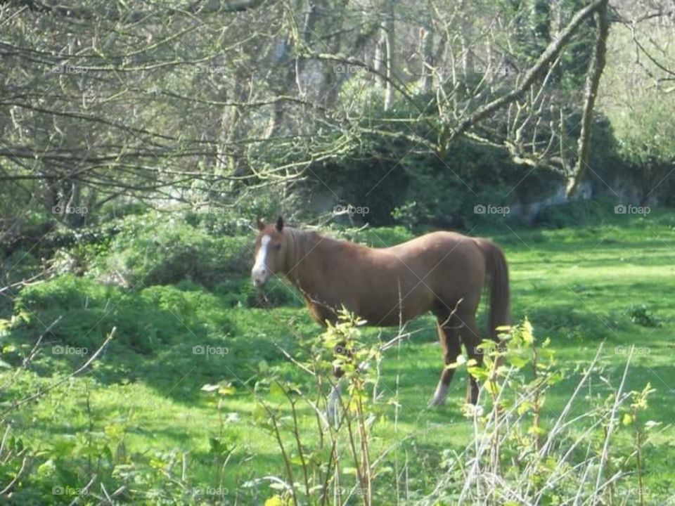 Countryside Horse