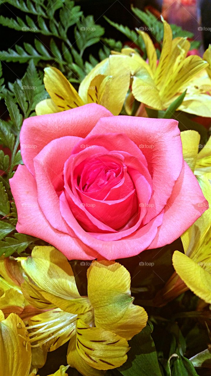 Pink Rose with Yellow Flowers
