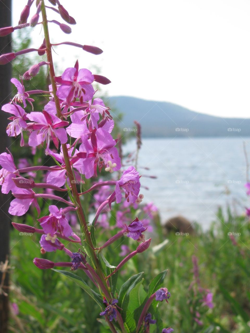 Purple Blooms near Mountain Lake