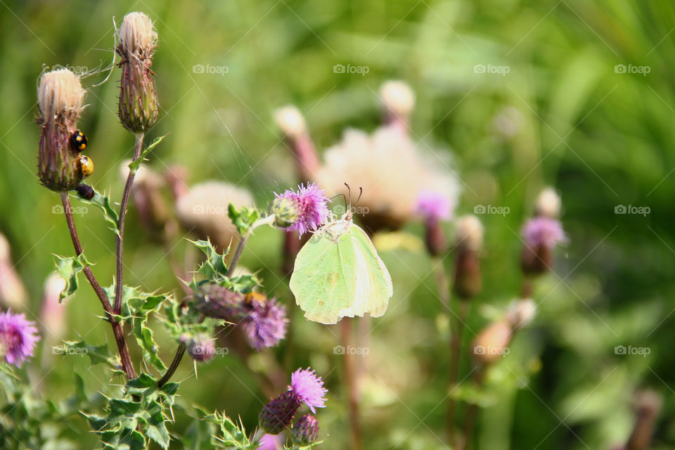 lemon butterfly