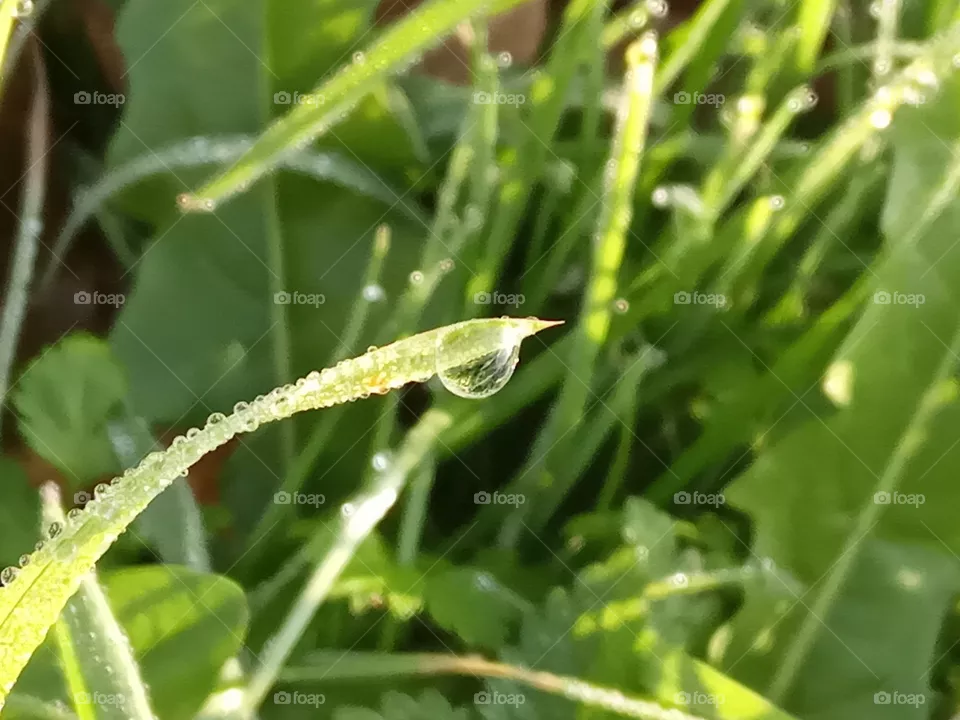 Holiday Morning