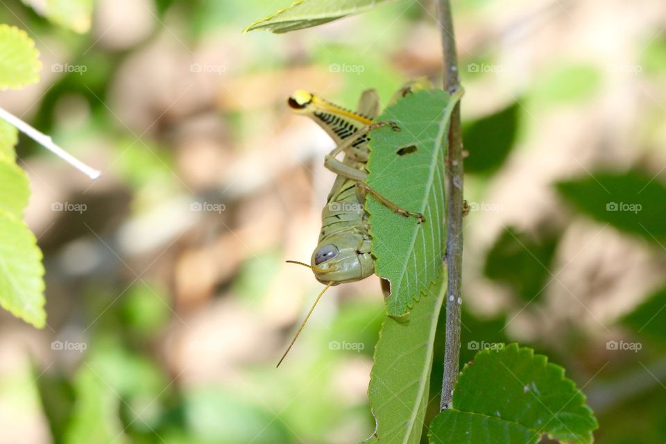 Grasshopper Watching
