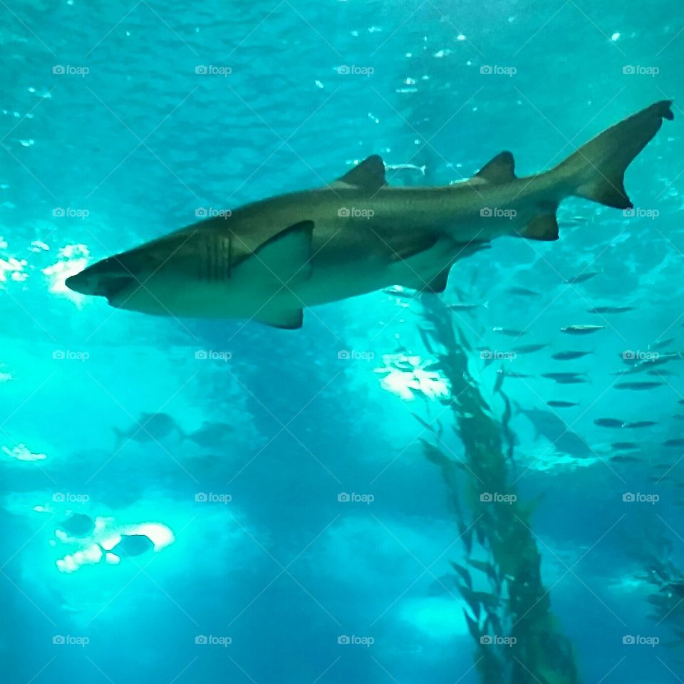 Shark