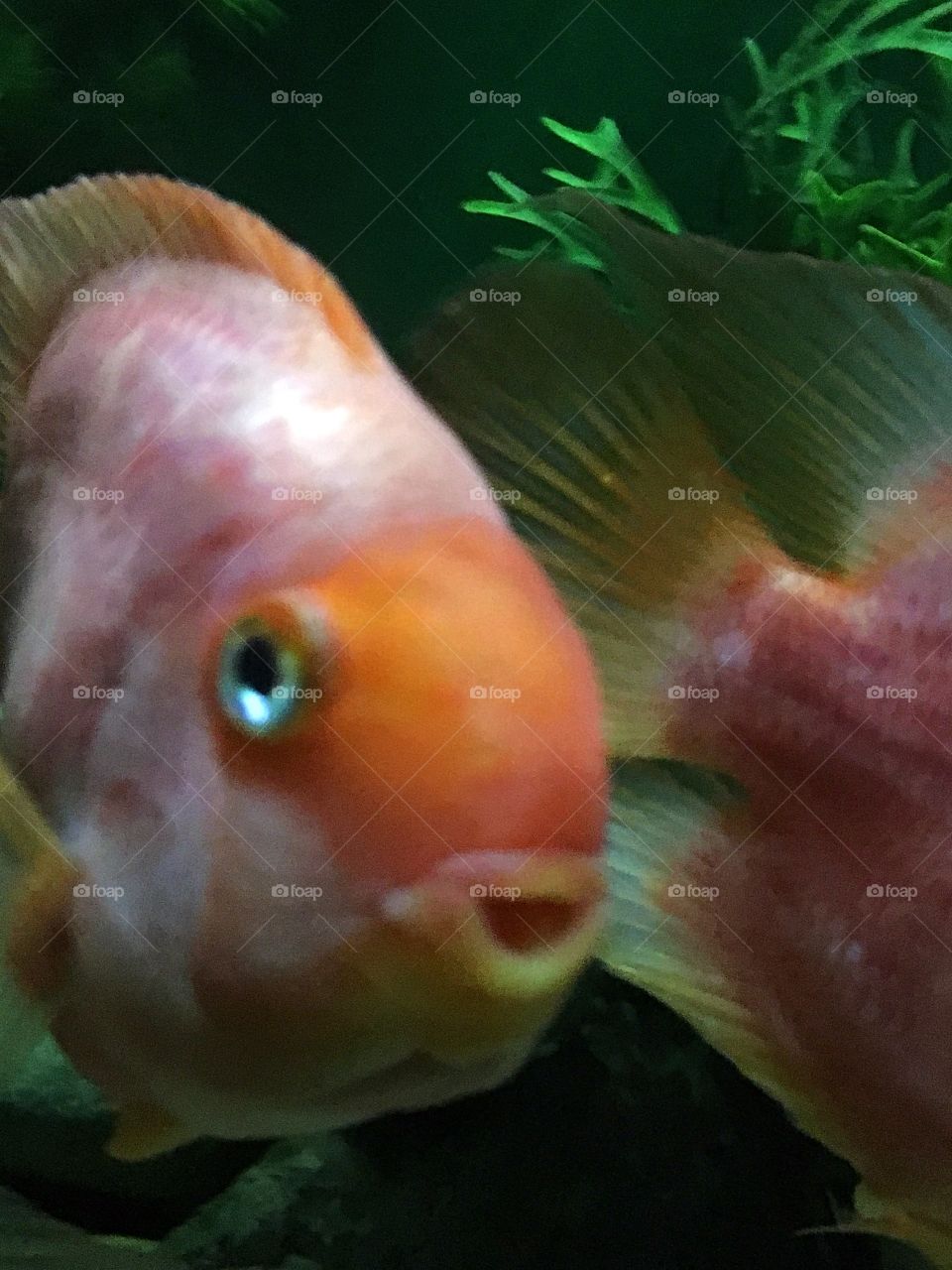 Happy fish