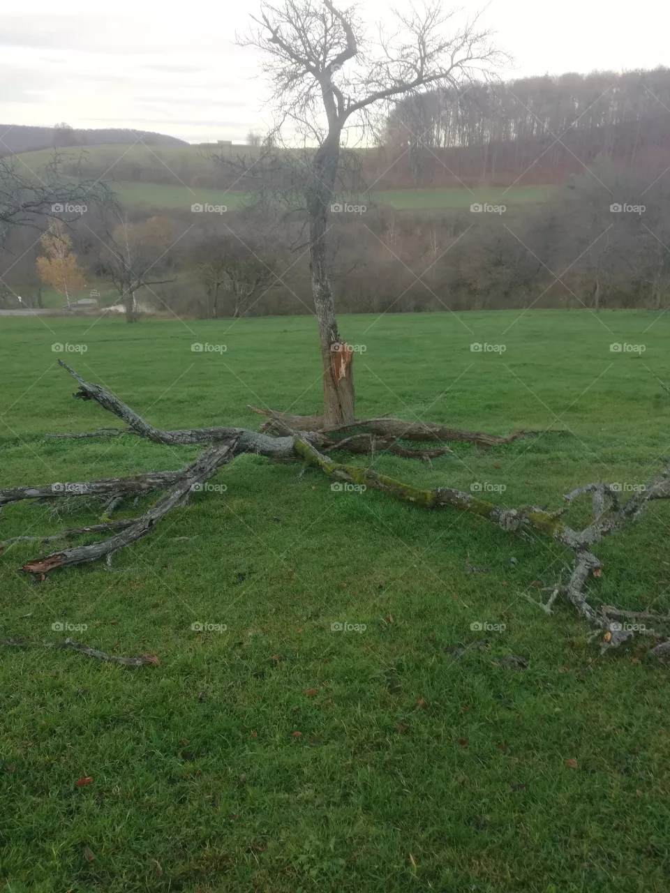 Baum