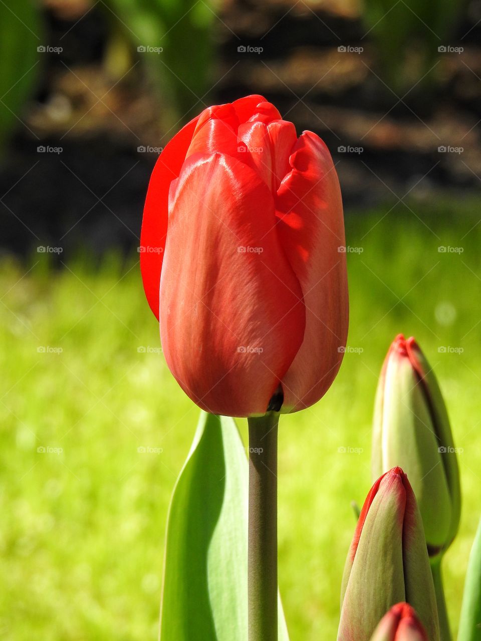 Close-up of red tulip