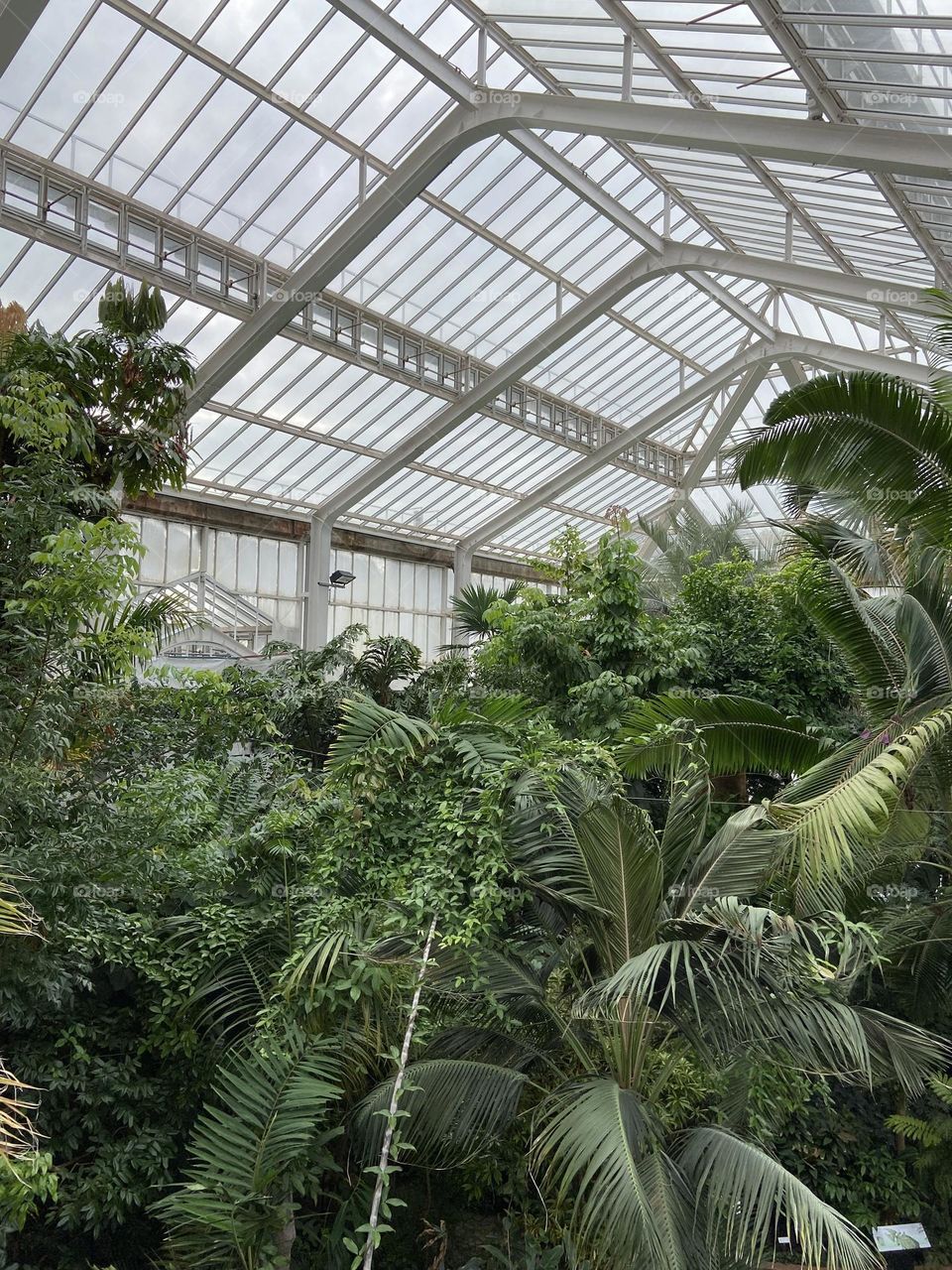 Een aapje in het woud