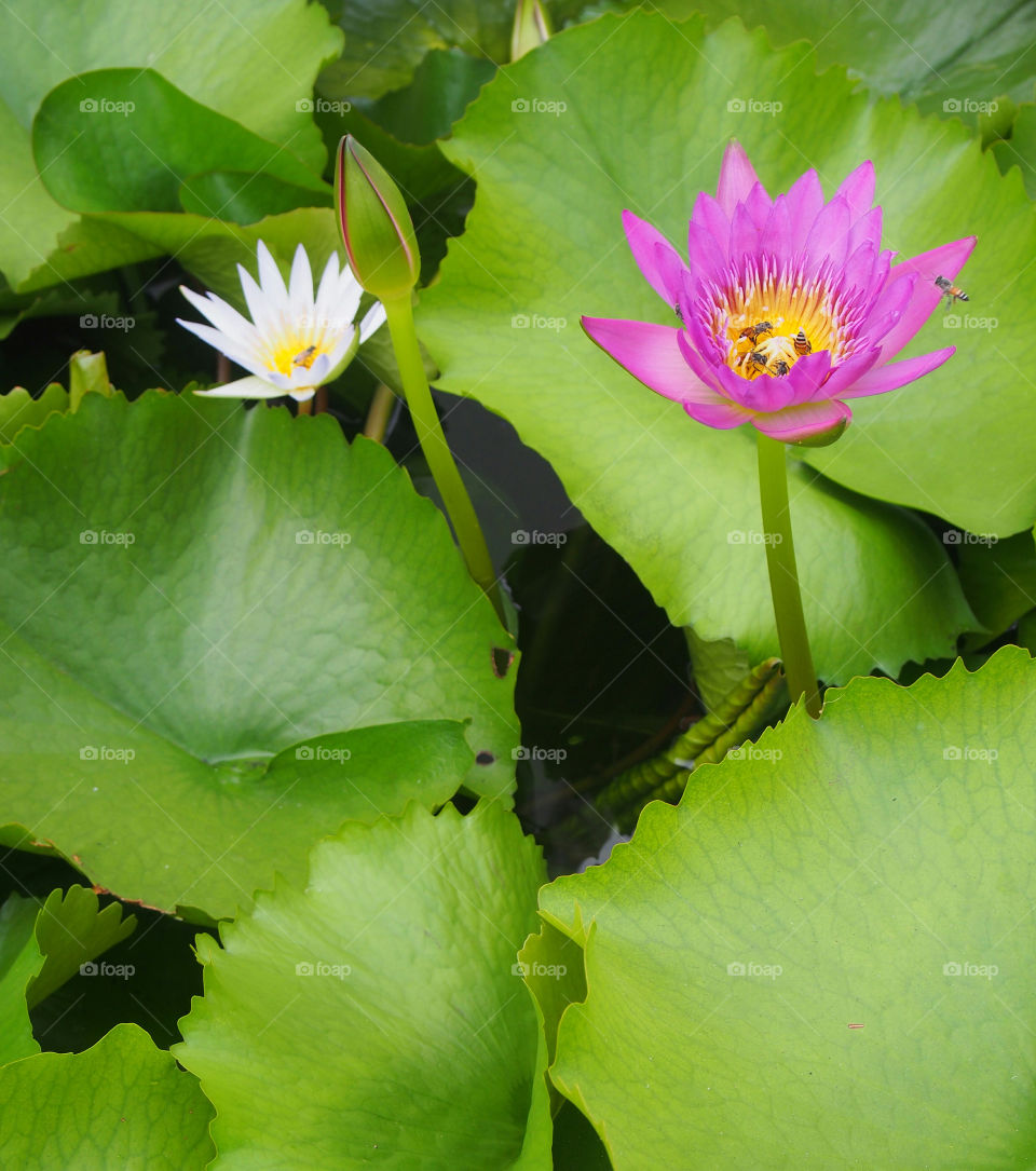 Pink lotus flower in leaf