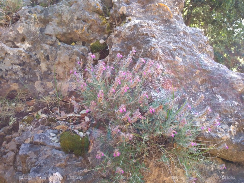 Battle: Countryside vs City