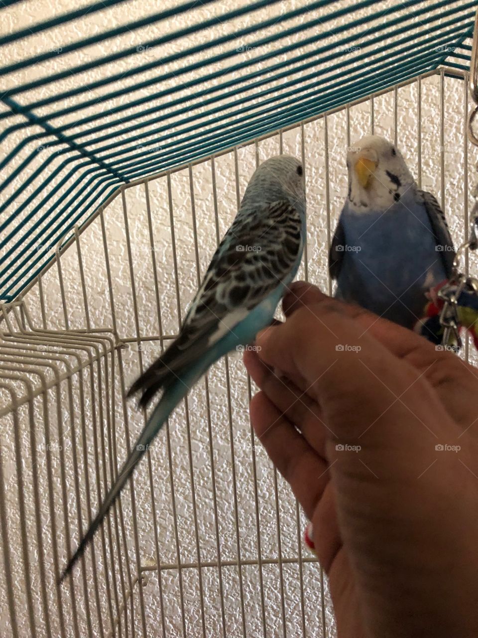 Birds first time interaction with family