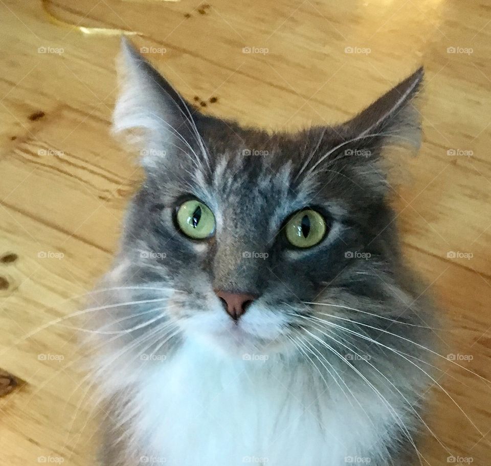 Siberian cat, close up