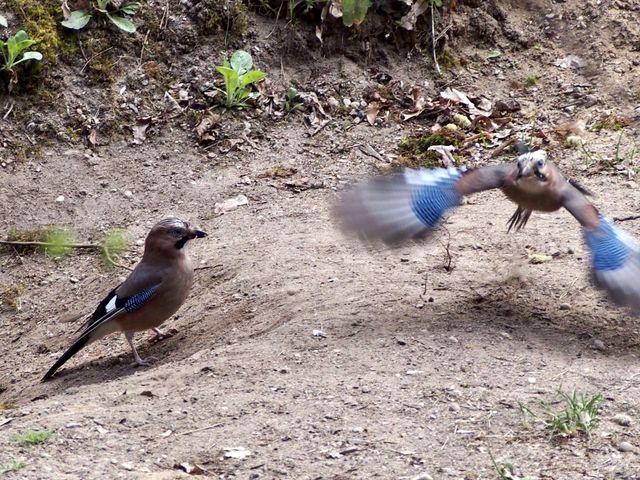 Jays