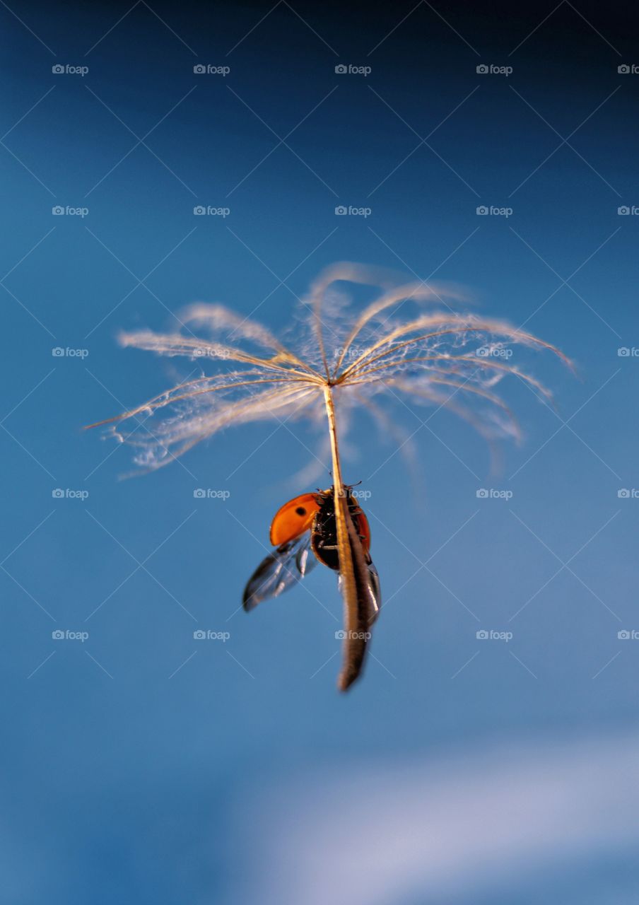 Ladybug on dandelion 