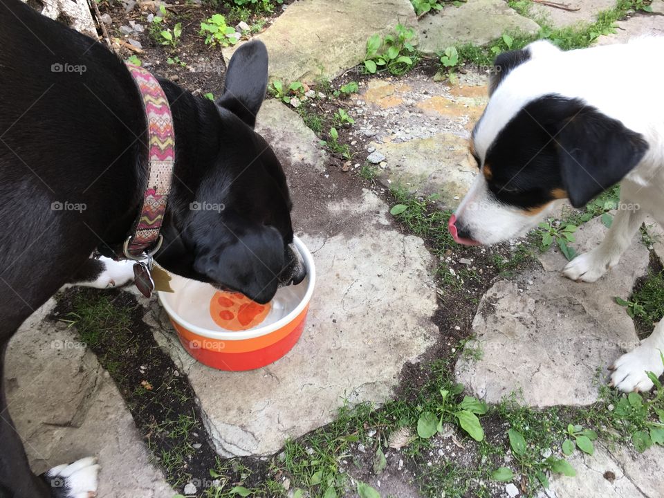 Two cute dogs drinking water on hot summer day outdoors on natural stone patio conceptual animal behavior and summertime pet safety background photography 