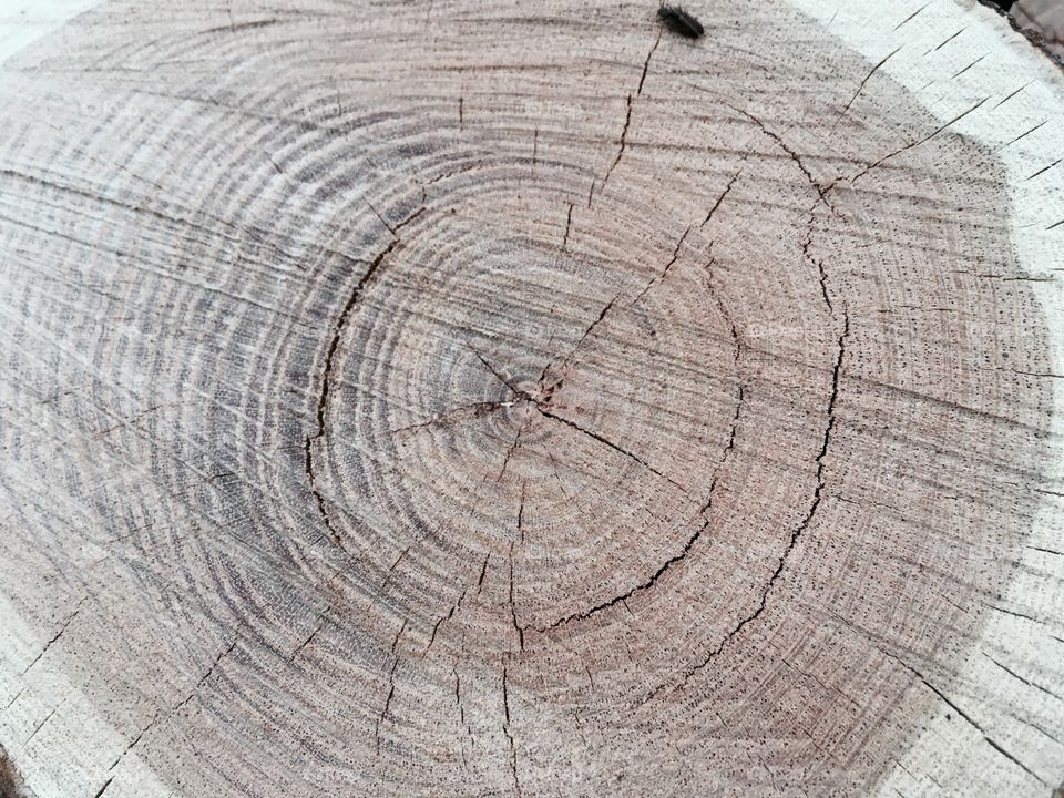 Cutting logs 