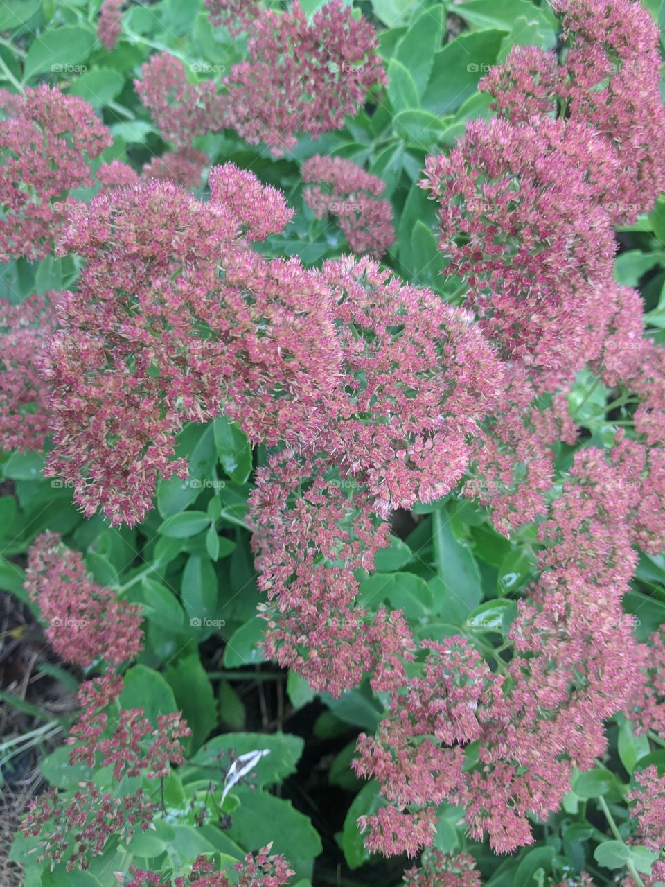 Beautiful Stonecrops ❤️❤️❤️ I love colourful flowers and it always makes my days better and brighter ❤️❤️❤️