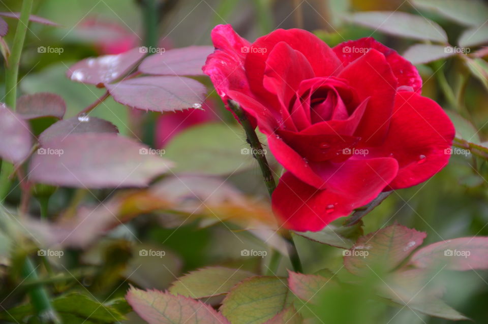 rose photo