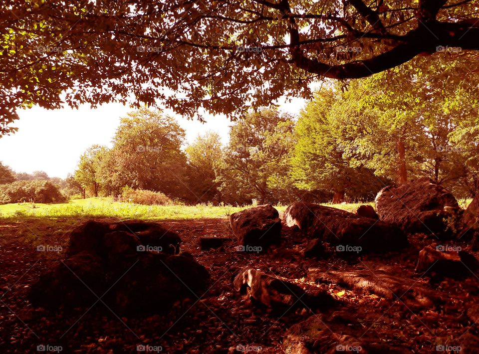 Autumn in a small clearing