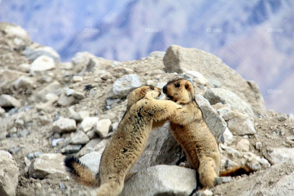 Himalayan Marmot Love 