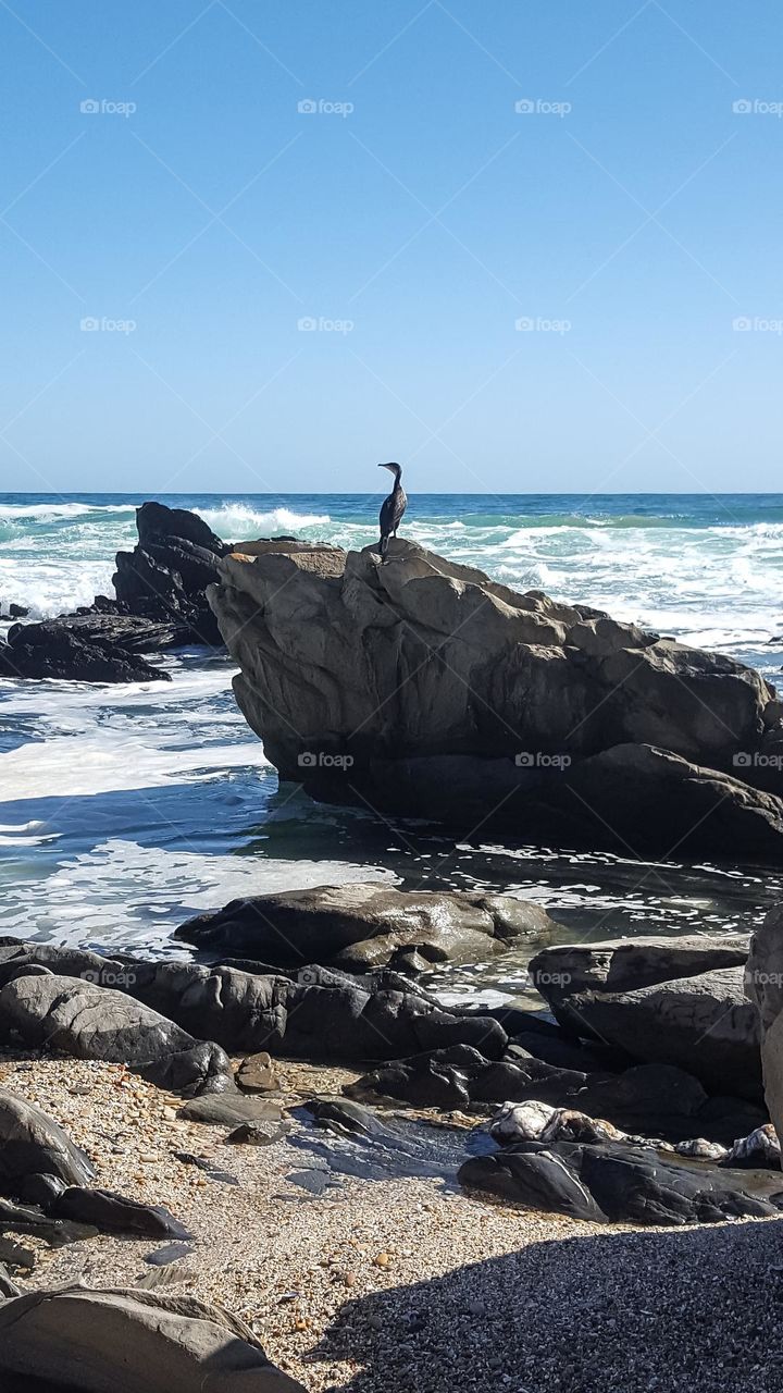 A cape cormorant bird sitting on the rock at the seaside