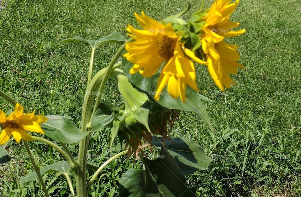 Happy sunflowers