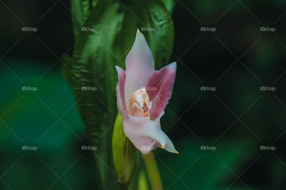 Orchid flower in the wild