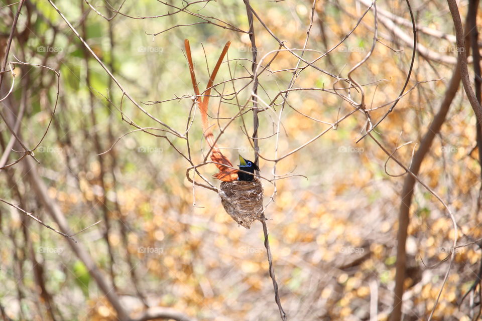 Indian Paradise Flycatcher p