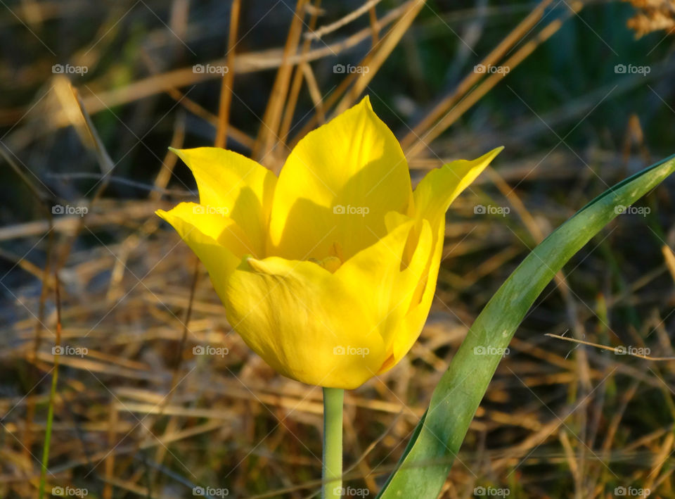 Wild tulip